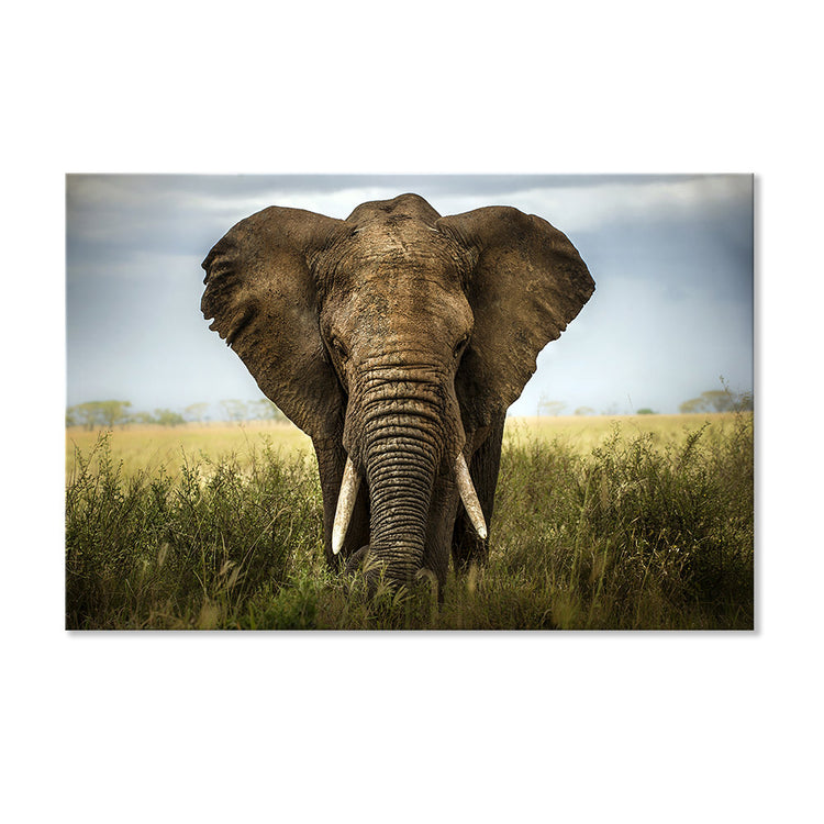 Canvasbild "Elefant - Afrika" Hauptbild