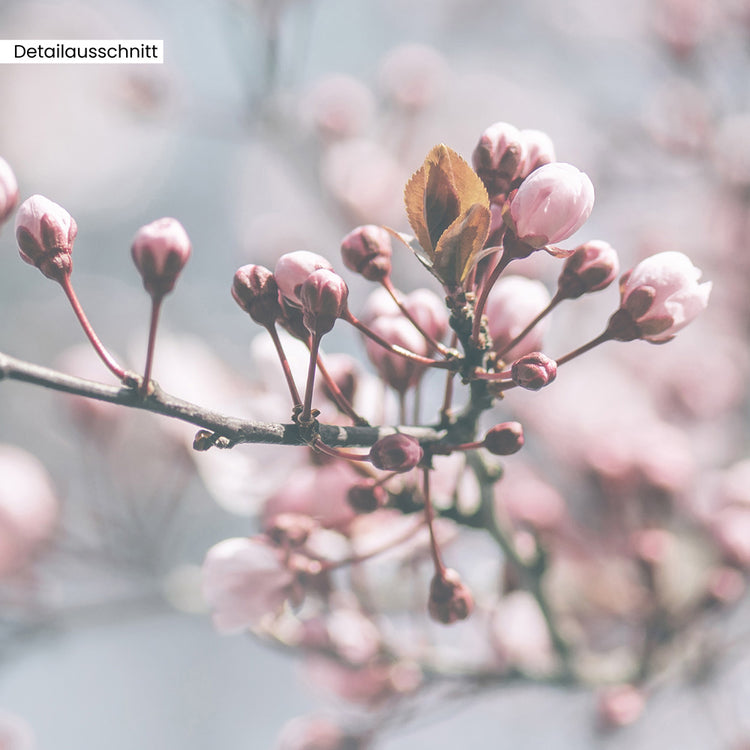 Leinwandbild "Kirschblüte" Detailausscchnitt